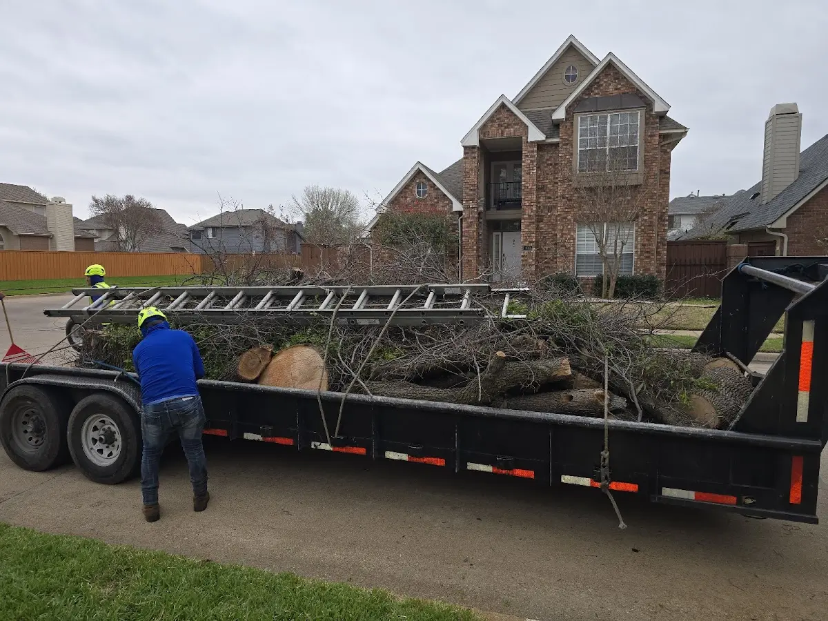 Expert Tree Removal with proper safety equipment in Sycamore